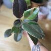Ficus Elastica Rubby
