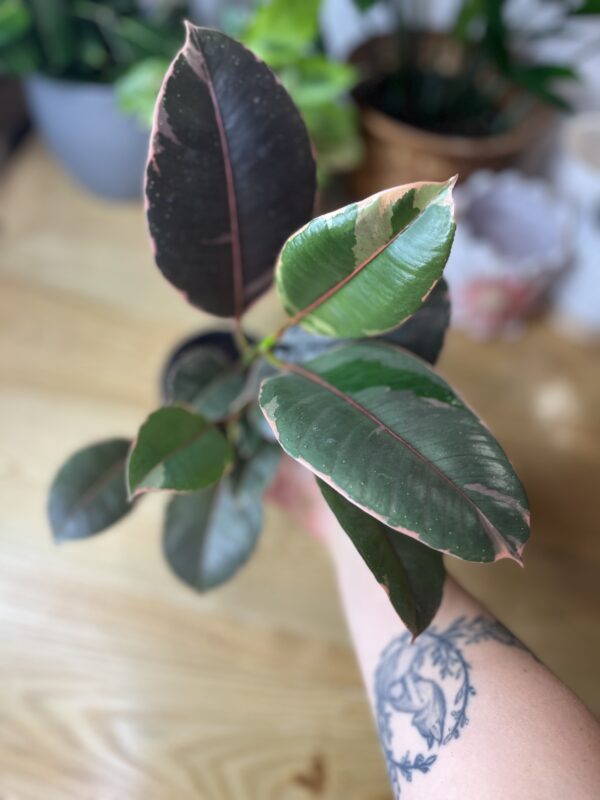 Ficus Elastica Rubby