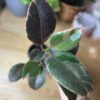 Ficus Elastica Rubby