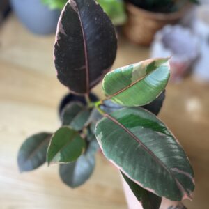 Ficus Elastica Rubby