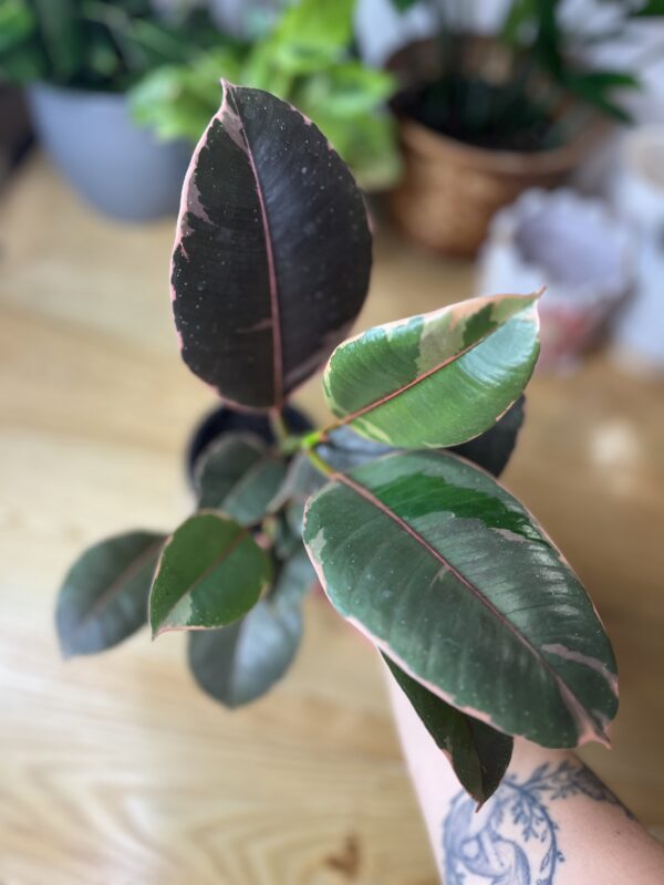 Ficus Elastica Rubby
