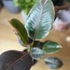 Ficus Elastica Rubby