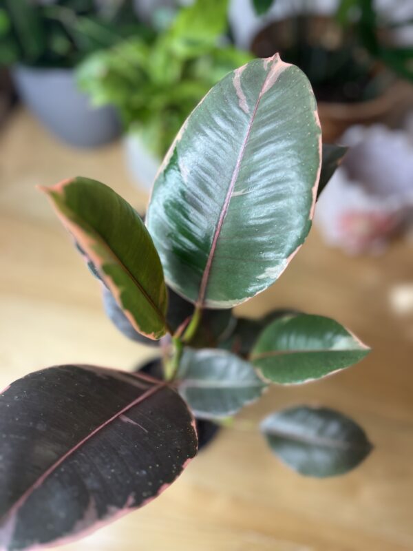 Ficus Elastica Rubby