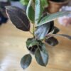 Ficus Elastica Rubby
