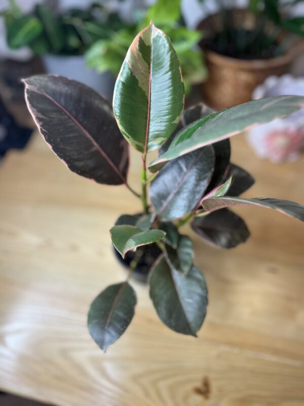 Ficus Elastica Rubby