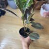 Ficus Elastica Rubby