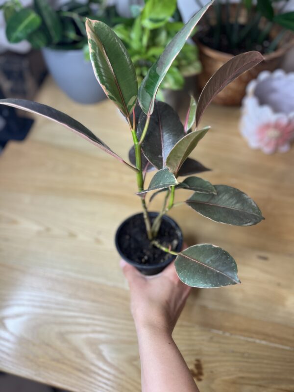 Ficus Elastica Rubby