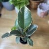 Ficus Elastica Tineke