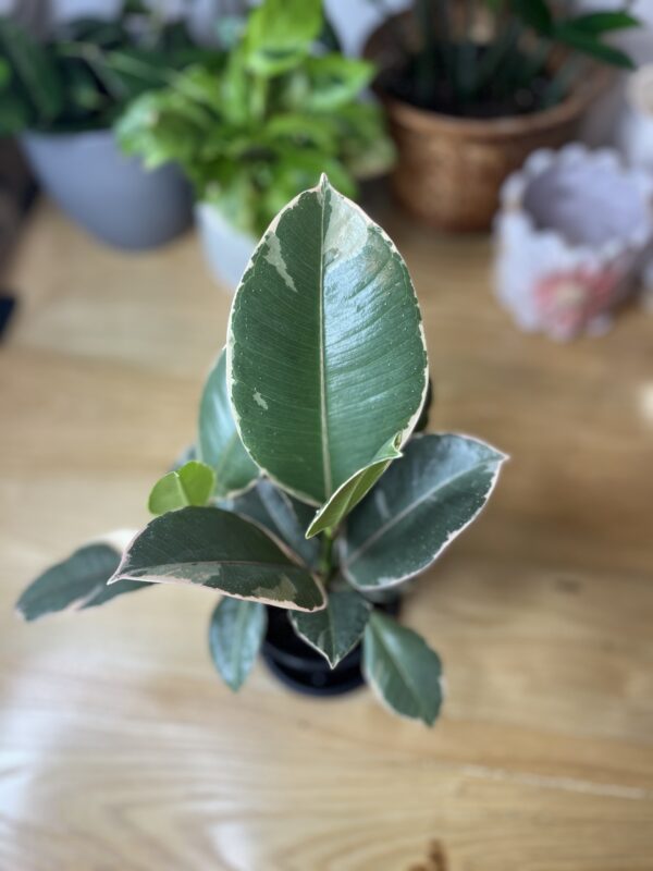 Ficus Elastica Tineke