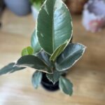 Ficus Elastica Tineke