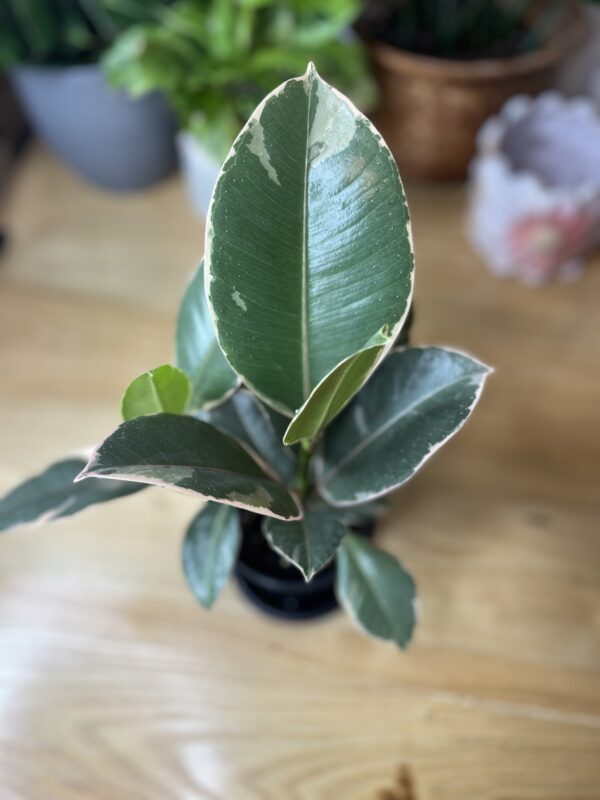 Ficus Elastica Tineke