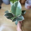Ficus Elastica Tineke