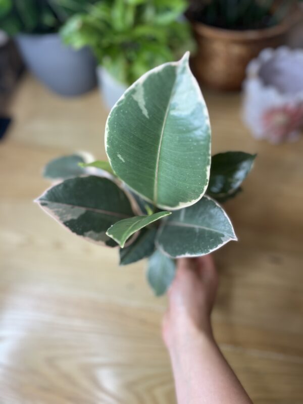 Ficus Elastica Tineke
