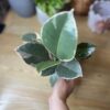 Ficus Elastica Tineke