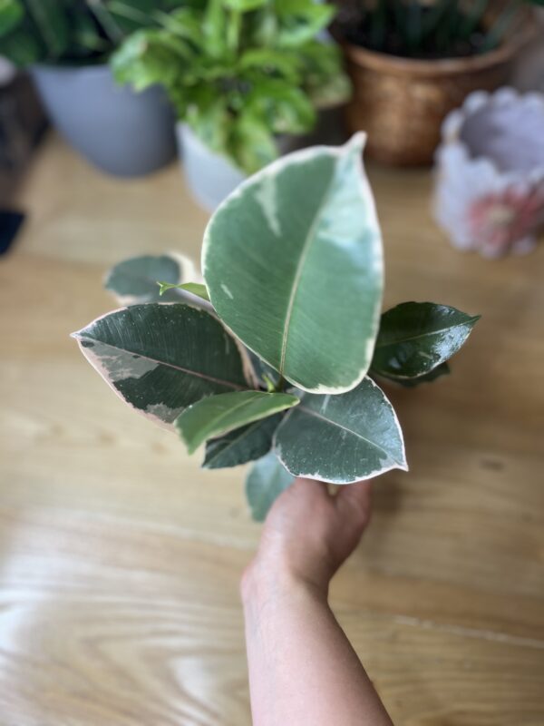 Ficus Elastica Tineke