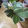 Ficus Elastica Tineke