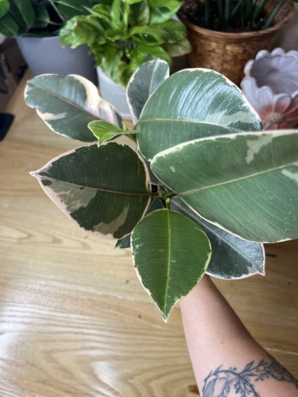 Ficus Elastica Tineke