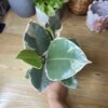 Ficus Elastica Tineke