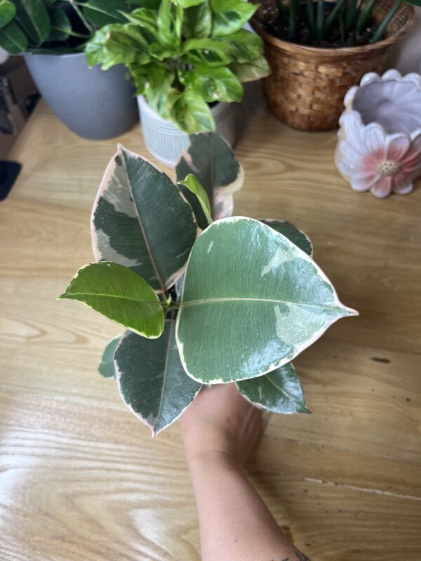 Ficus Elastica Tineke