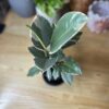 Ficus Elastica Tineke