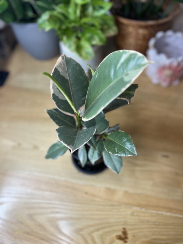 Ficus Elastica Tineke