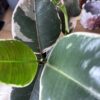 Ficus Elastica Tineke