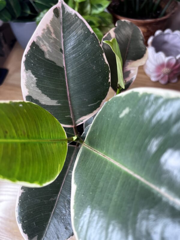 Ficus Elastica Tineke