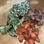 Fittonia