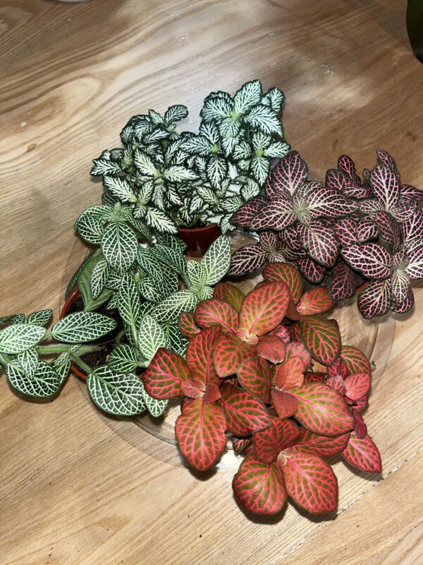 Fittonia