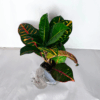 Croton Petra