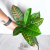Croton Petra