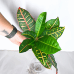 Croton Petra