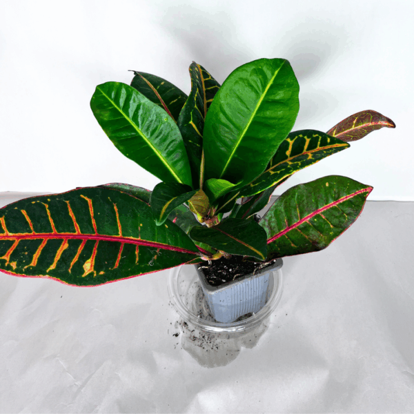 Croton Petra