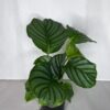 Calathea Orbifolia