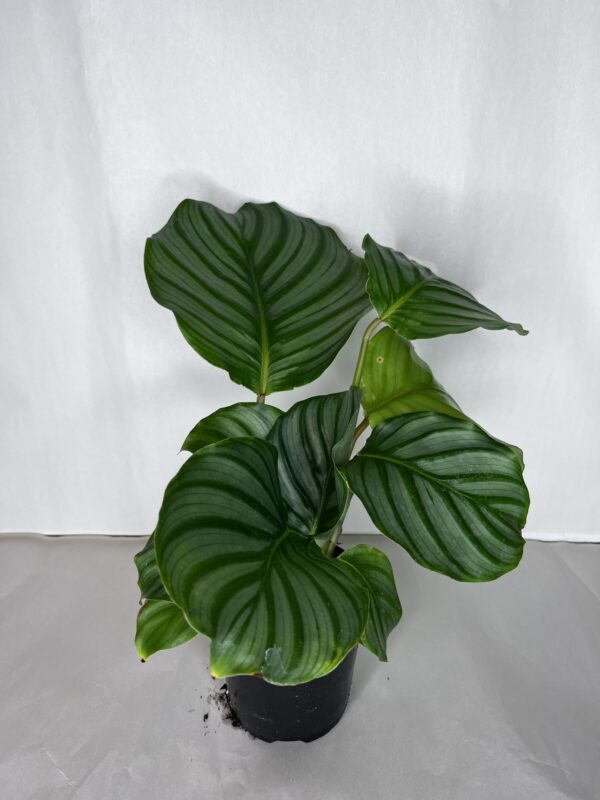 Calathea Orbifolia