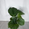 Calathea Orbifolia