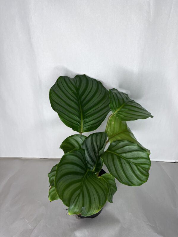 Calathea Orbifolia