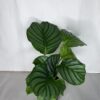 Calathea Orbifolia