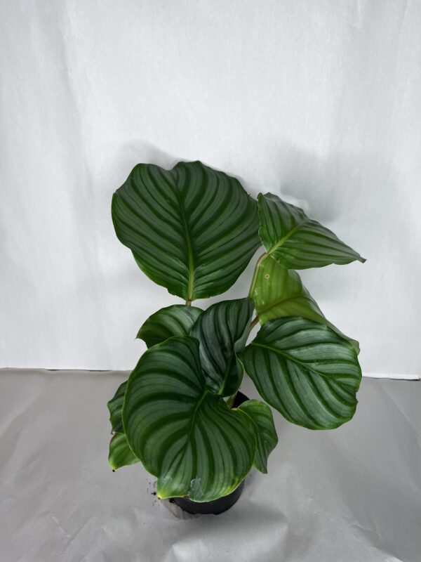 Calathea Orbifolia