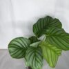 Calathea Orbifolia