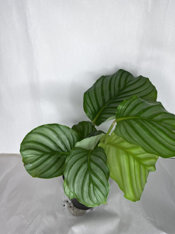 Calathea Orbifolia