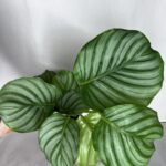 Calathea Orbifolia
