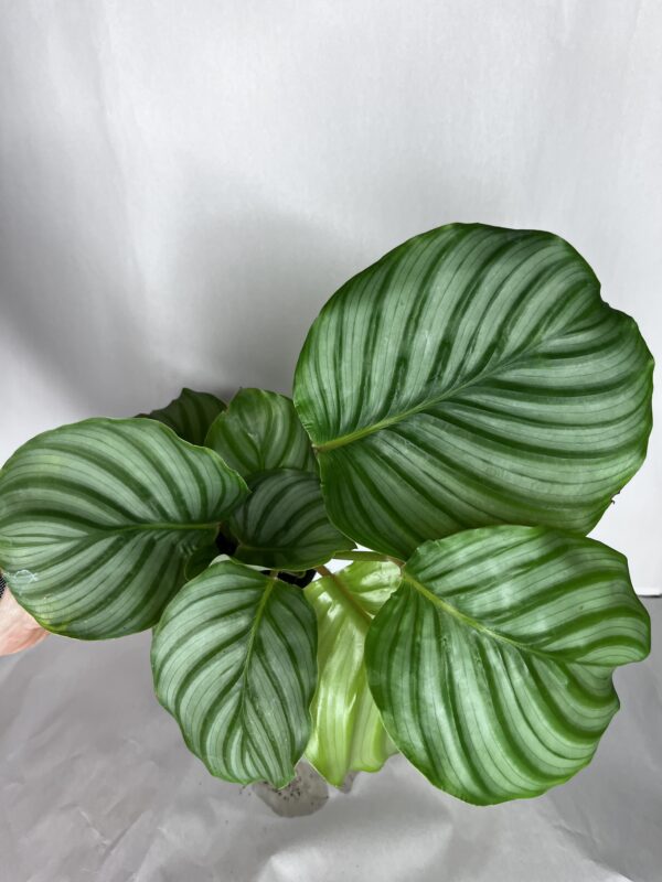 Calathea Orbifolia