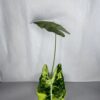 Alocasia Frydek Variegata