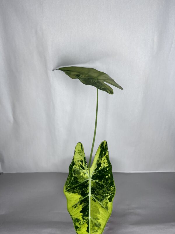 Alocasia Frydek Variegata