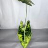 Alocasia Frydek Variegata