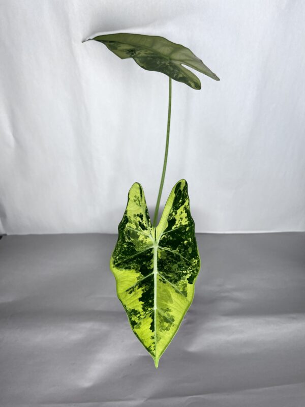 Alocasia Frydek Variegata