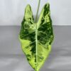 Alocasia Frydek Variegata