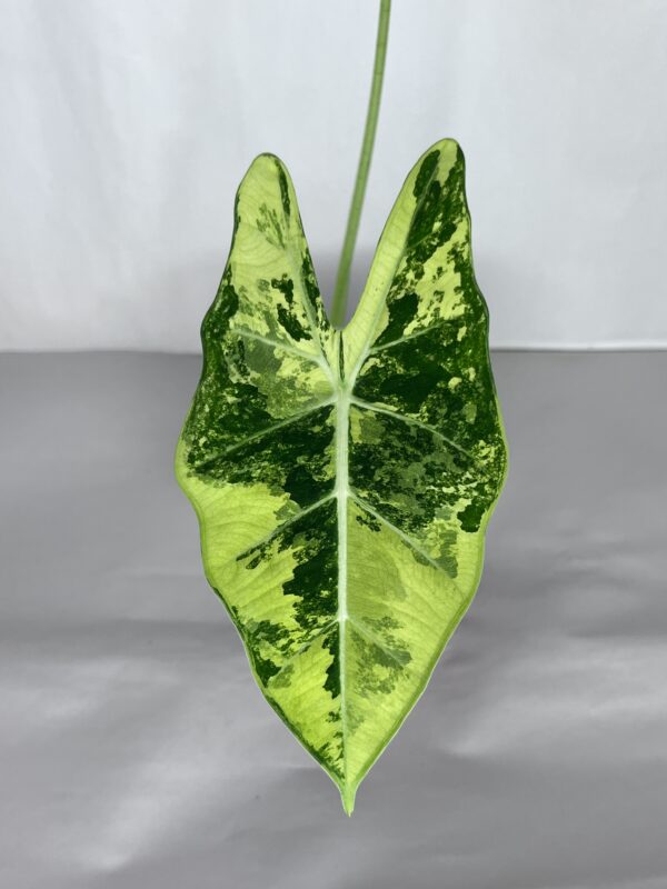 Alocasia Frydek Variegata