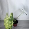 Alocasia Frydek Variegata